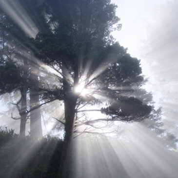 Die 7 Tugenden und ihre Umwandlung