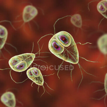 Parasitäre Erkrankungen